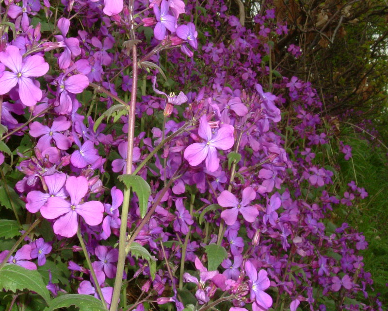 Lunaria annua / Lunaria meridionale